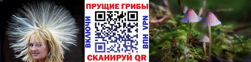 mega зеркало Салаир Галлюциногенные грибы Psilocybine cubensis сколько стоит